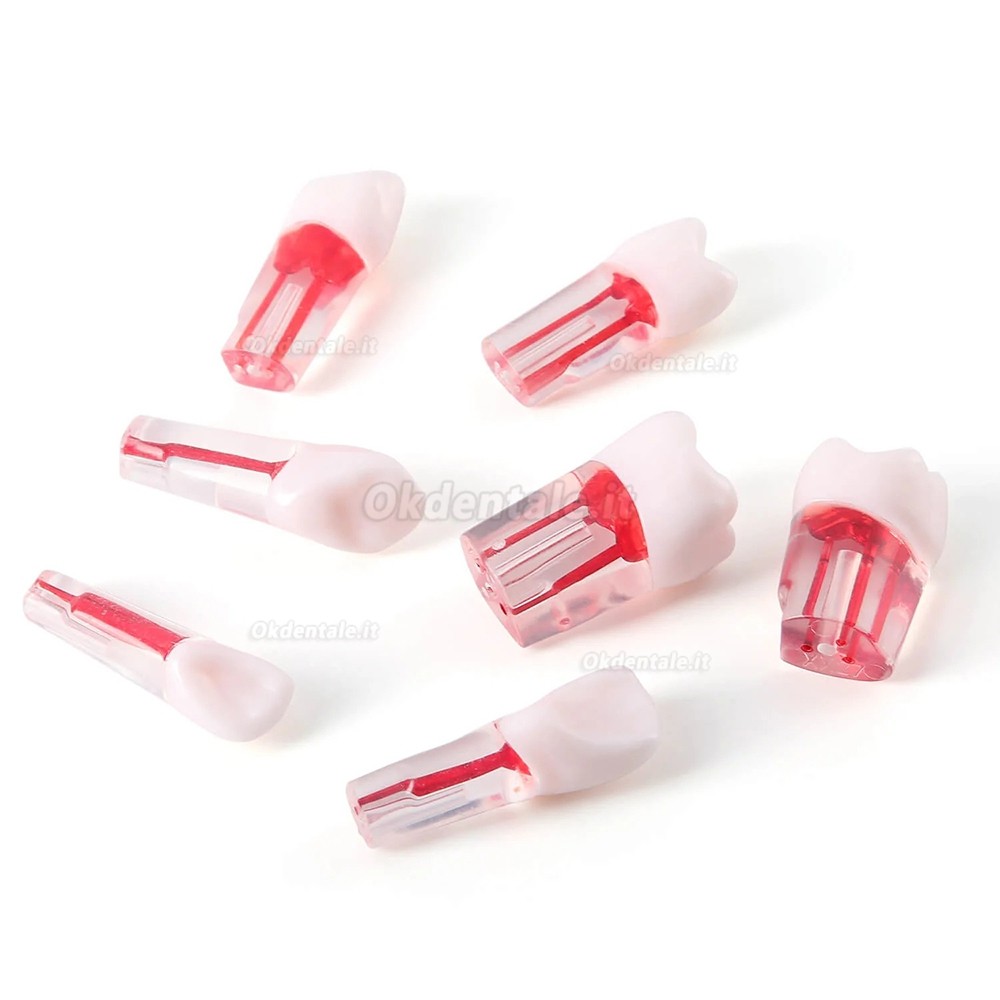 Typodont dentale 28 pezzi /set , modello di pratica canalare